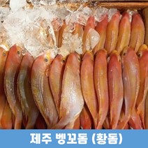 제주산 벵꼬돔(황돔) 2팩 8마리 팩당 900-1.2kg내외 꽃돔구이 별미 저녁메뉴 생선, 3팩(12마리), 3개