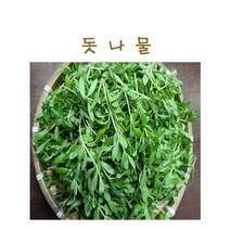 #가락시장 나물이네#당일경매 돗나물 400g/오후2시이전주문당일출고99%/주말 공휴일제외, 400g
