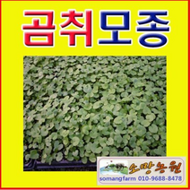 (소망)토종 곰취모종(50개)/곰취모종판매