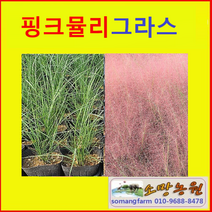 (G소망)핑크뮬리그라스모종(4치 포트) 7개