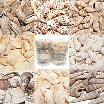 [아이디몬] 조개껍질 조개껍데기 100g 통포장, 조개껍데기 3번