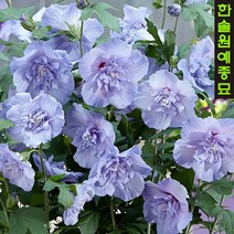 히비스커스(겹꽃무궁화) 3L포트, 02 라벤더쉬폰-C3포트, 1개