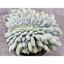 정화다육 다육식물 쥴리아나핑크철화, 1개