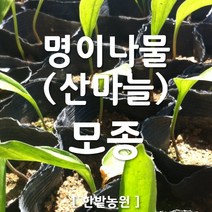 채소 모종 ~ 각종 묘종. 베란다 텃밭 세트 공기정화식물 허브 씨앗 채소모종 ~, H093 명이나물(산마늘) 모종 1개