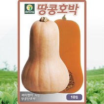 땅콩호박 씨앗 호박 씨 종자 10립