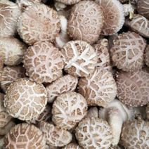 지앤제이 고씨네 버섯 표고버섯선물 생표고버섯특상품 화고1kg, one color, free