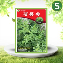 솔림텃밭몰 개똥쑥씨앗 10000립 개똥쑥 잔잎쑥 개땅쑥 사계절수확