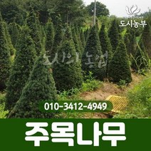 주목 실생3년 3치포트 묘목 나무 원예 식물
