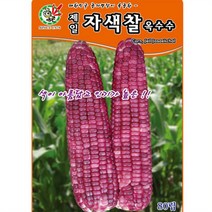 자색찰 옥수수씨앗(80립)