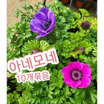 아네모네꽃-10개묶음/꽃 한송이가 피는 봄꽃 아네모네