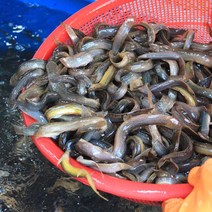 미꾸라지 추어탕용 1kg 보신용 대중소 국내산 민물고기백화점, 1kg (대), 1개