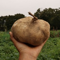 2022년 진안 햇 히카마 5kg 10kg 얌빈 멕시코감자 인디언감자 신이주신감자 산지직송, 진안 히카마 10kg