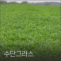 코리아팜 수단그라스 10kg, 1개
