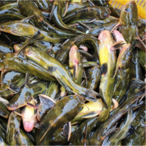 무항생제 빠가사리 동자개 (냉동) 4kg 매운탕 조림 등 식용, 1개