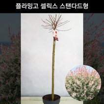 삼색버드나무 플라밍고 셀릭스 스탠다드형 꽃나무 공원수 정원수 묘목 화분, 1개