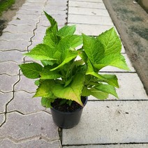 봄바람가든 마크로필라수국 도피오누볼라 꼼꼼한포장 수국 도피오수국 하얀수국 노지월동수국 정원수국 수입수국 수국키우기