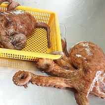 통영 새우 조개 왕우럭조개 털게석화굴구이, 1box, 자연산 돌문어500g