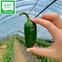 [농장직배송] 포천 퍼펙토 고추 장아찌용 3종, 순한 매운맛, 2kg, 1개