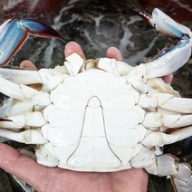 맛수러움 서해안 숫꽃게 제철 꽃게 냉동 1kg, 1개, 냉동 숫꽃게 1kg(4미내외)