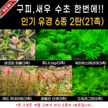 [비바소녀] 유경수초 6종(21촉) 누구나 수초 레이아웃 전문가 구피 새우 수초 어항 입문자 초보 쉬운 붉은 아름다운 은신처