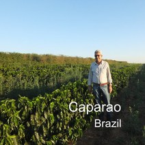 [위트러스트] 브라질 카파라오 500g Brazil 스페셜티 Caparao 커피, 더치(프렌치프레스)