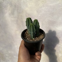 용신목 3, 1개