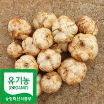 산지직송 함평 유기농 히카마 멕시코감자 얌빈 맥시코감자, 5kg, 1개
