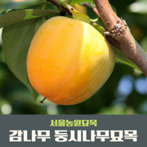서울농원묘목/감나무 묘목 대봉 야오끼(왕대봉) 둥시 차량단감 월하시, 상묘