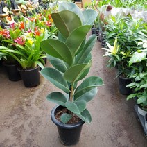 인도고무나무 일자형 높이50~80