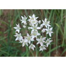 두메부추씨앗 일반종 1g (약100립(CN)), 1개