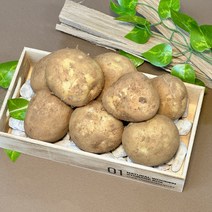 강원도 포슬포슬 수미 두백 감자 쫀득이 햇감자 3~10kg, 중상(찜용) 5kg, 1개