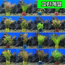 키우기쉬운 수초 3묶음할인 /그린계열 랜덤 수생식물