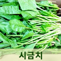 싱싱한 시금치4kg 1박스 야채 나물 싱싱지오
