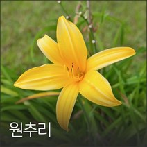 원추리 50g 야생화씨앗, 1개