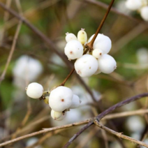 스노우베리 묘목 (화이트드림) 한번 보면 하얀열매에 빠져들어요 / 전국생육 / 포트묘 FG112