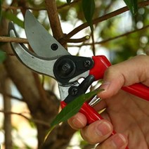 나무 자르는 가위 가지치기 과일 열매 따기 분재 꽃