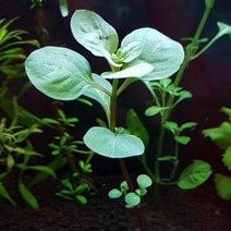 수초 루드위지아 오발리스 30촉