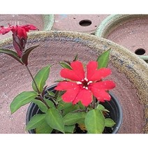 행복한꽃순이//동자꽃/화단/노지월동, 1개