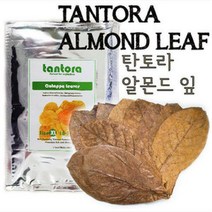 탄토라 알몬드 잎 10~18cm (10 Leaves)
