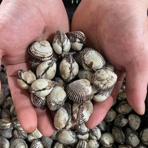 국내산 벌교 새꼬막 10kg 반찬용, 1box