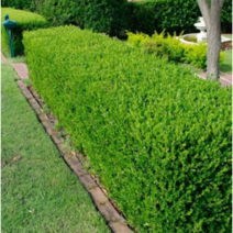 회양목나무 묘목 40cm 울타리 조경 원예 가드닝 정원꾸미기 뿌리깊은나무농원, 1개