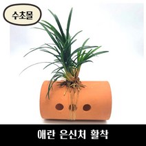 [수초몰] 애란 산란상 은신처 활착 / 초보 수초 구피 어항 물고기 금붕어 열대어, 2.큐브산란상+애란