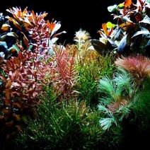 어항수초 모음/구피어항수초키우기, 음성수초, 29.볼비티스 3잎 1벌브