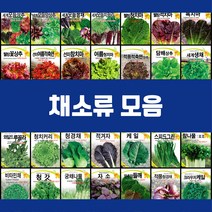 채소 씨앗 엽채류 모음 궁채나물 모듬 상추 쌈채 양상추 치커리 청경채 갓 케일 텃밭, 1.혼합상추