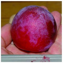 자두 피자두 이쿠미 [접목1년] kjot