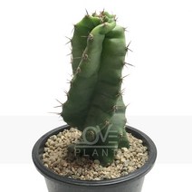 퍼베시(회오리선인장)-기둥주/꼬임/귀면각/대형종, 1개