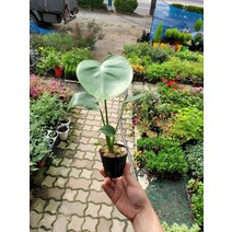 10~30cm 23 미니 몬스테라 소품, 1개