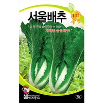 서울 배추 씨앗 종자 채소 씨 야채 김장 토종 2000알
