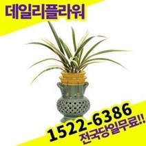 황금일향 동양란 난 개업화분 승진축하 영전 난배달