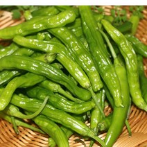 꽈리고추(상) 1kg 1박스 자연대로팜웨이, 꽈리고추(상)1kg